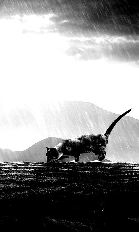 Девушка и кошка обои