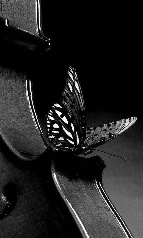 Бабочка на скрипке обои