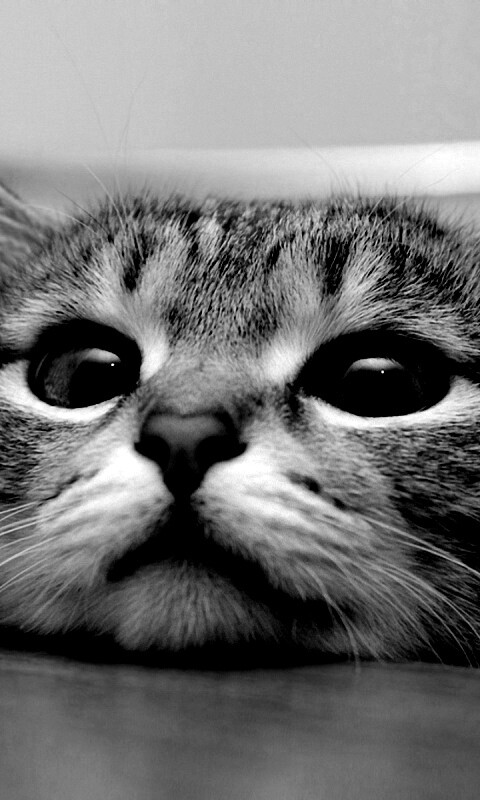 Любопытный котейка обои