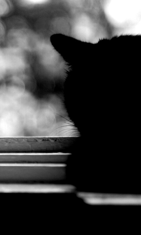 Дремлющий на окне черный кот обои