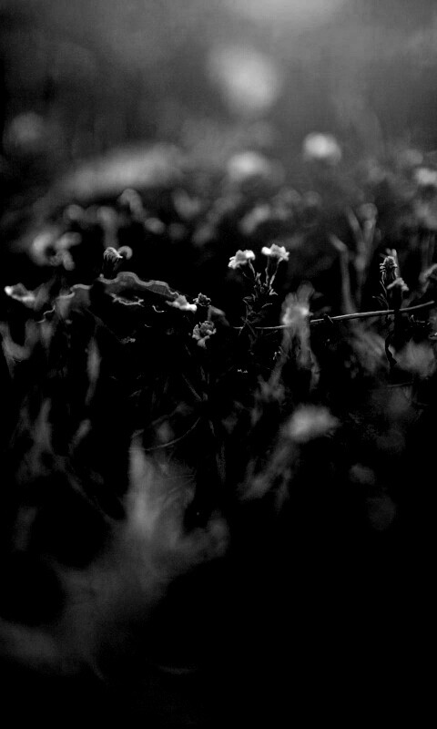 Полевые цветы в закатном солнце обои