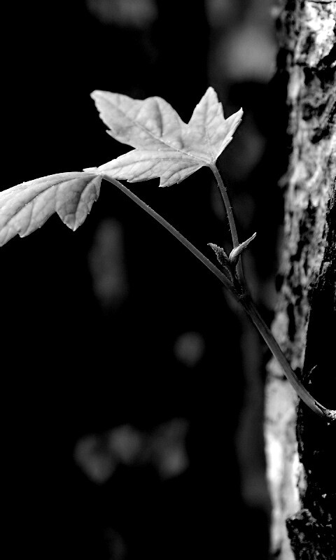 Молодой листик обои