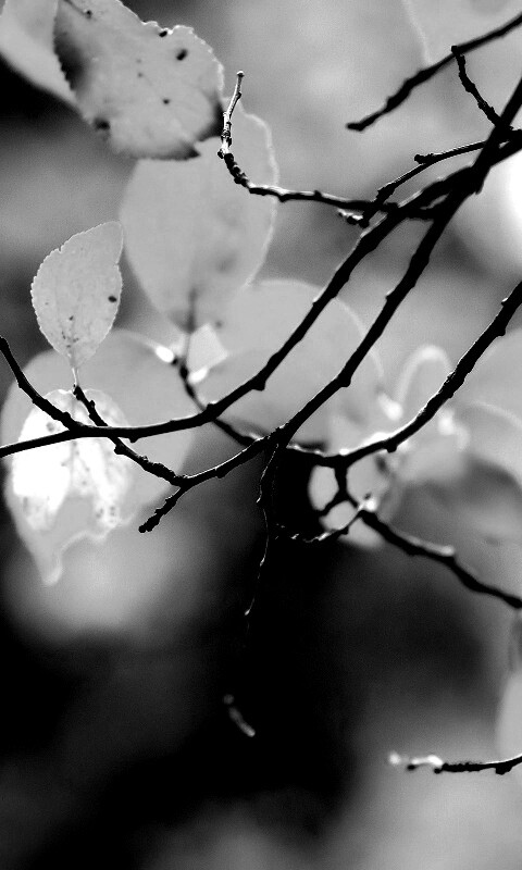 Осенние ветки без листьев обои