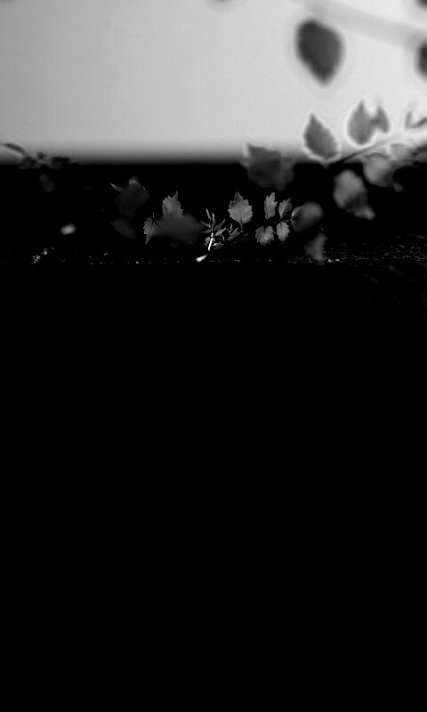 Зеленые ростки в стене обои