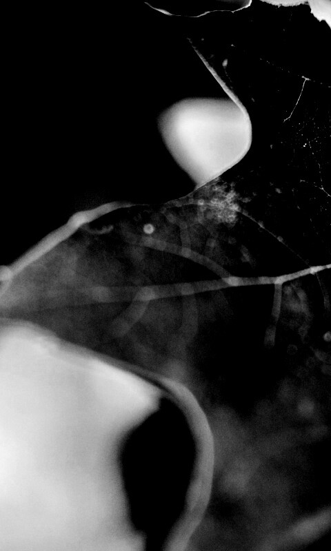 Темно-зеленый лист в макро обои