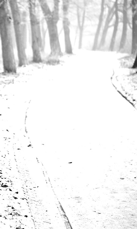 Дорога в зимнем лесу обои