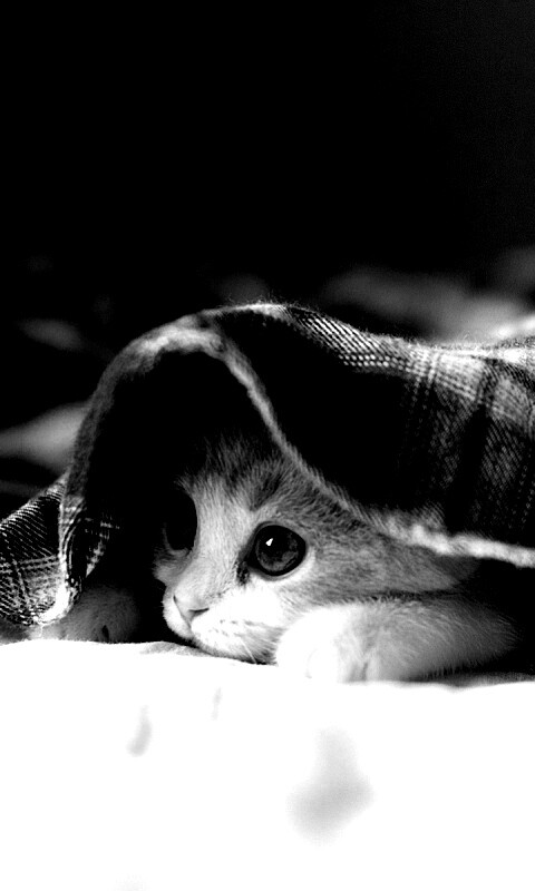 Котенок под одеялом обои