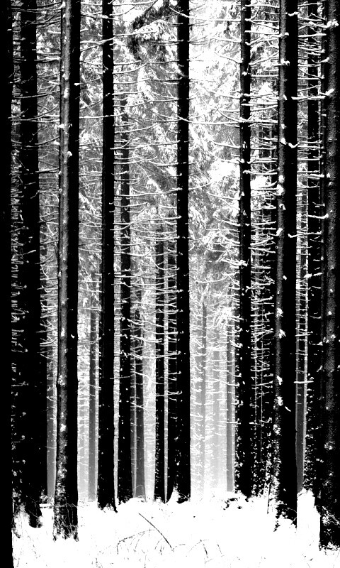 Зимний лес как штрихкод обои