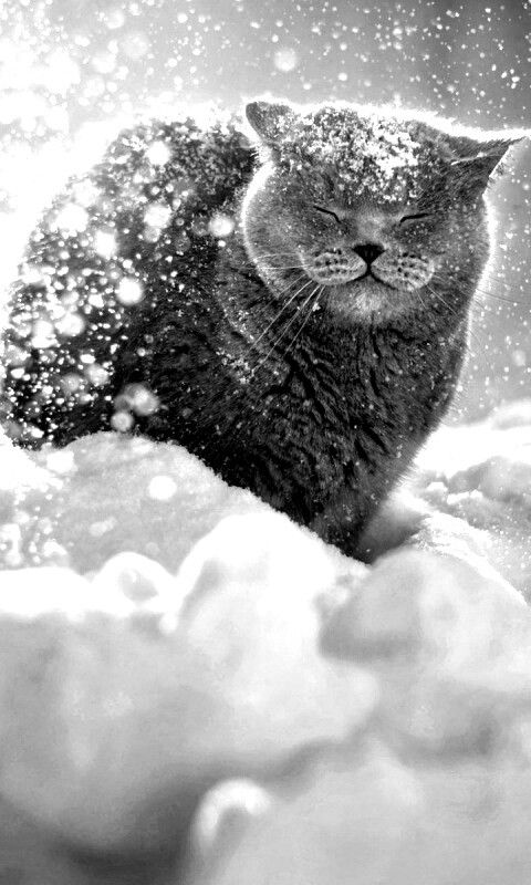 Британце в снегу обои