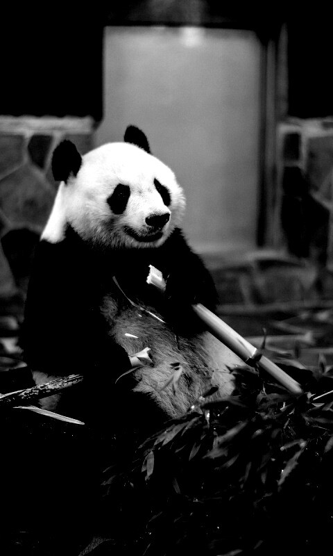 Панда точит бамбук обои