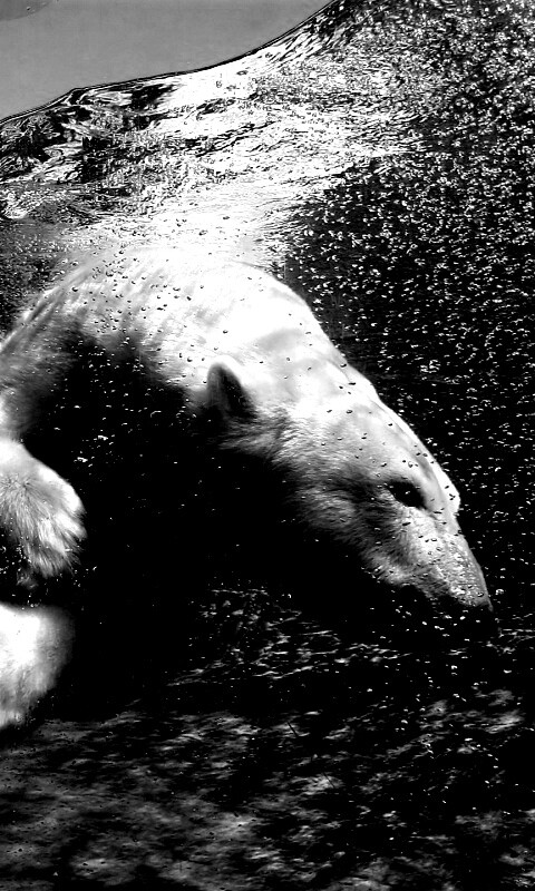 Нырнувший белый медведь обои