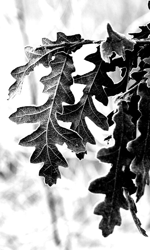 Дубовые листья обои