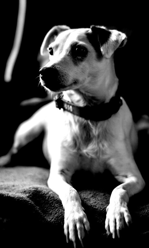 Собака на кресле обои