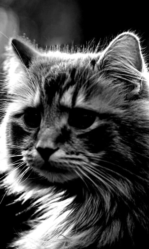 Рыжий кот в лучах солнца обои