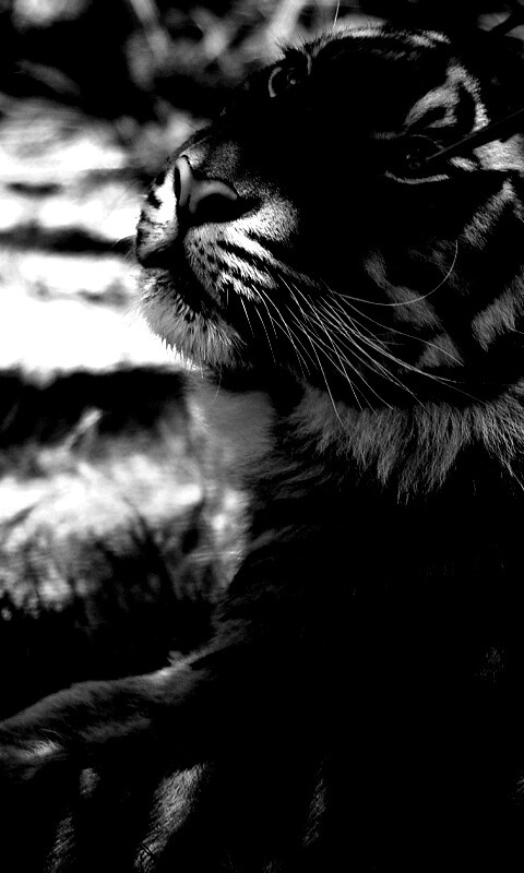 Отдыхающий в теньке хищник обои