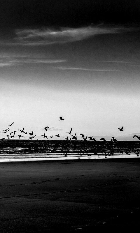 Стая птиц на пляже обои