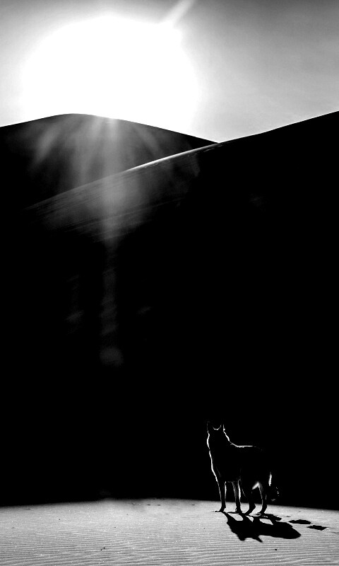 Одинокий волк обои