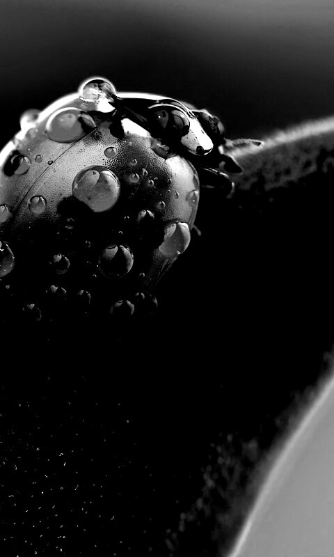 Божья коровка в макро обои