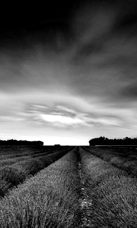 Поле фиолетовых цветов на закате обои