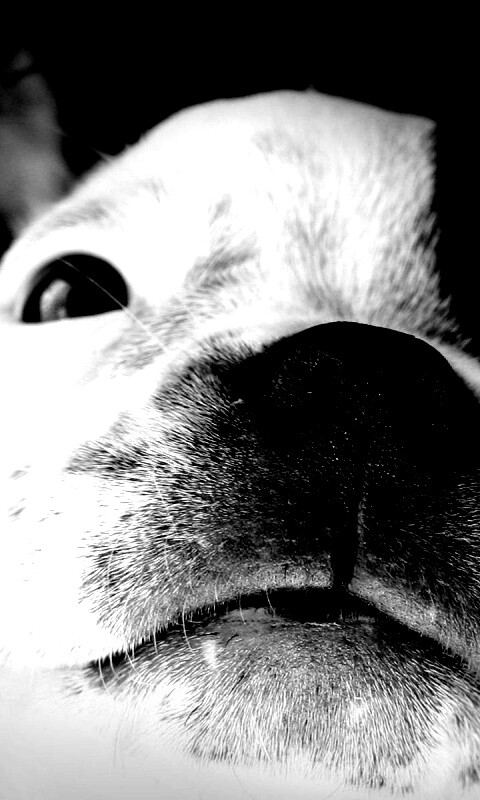 Бостонский терьер обои