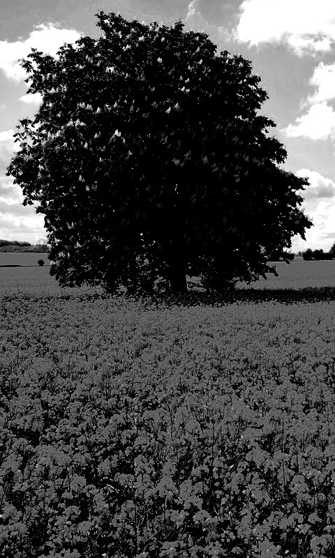 Каштан на цветочном поле обои