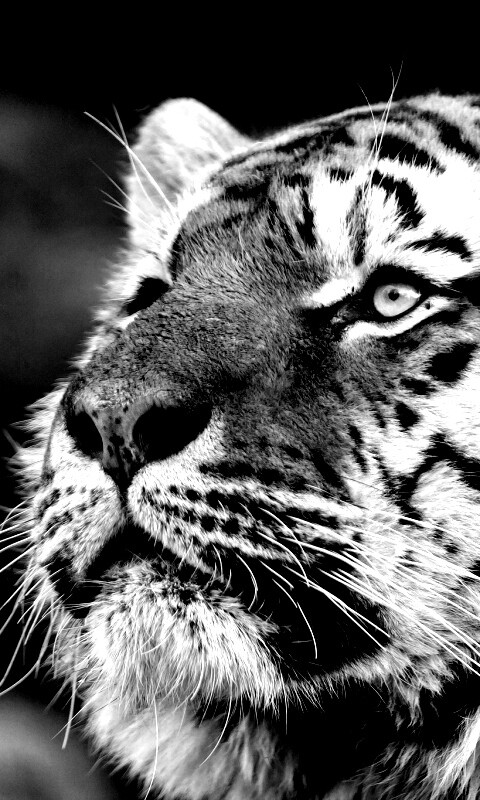 Амурский тигр обои