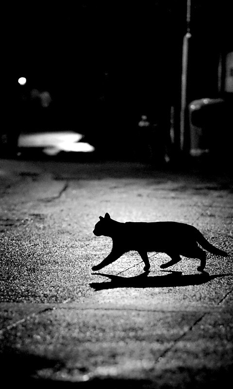 Кошка на ночной улице обои