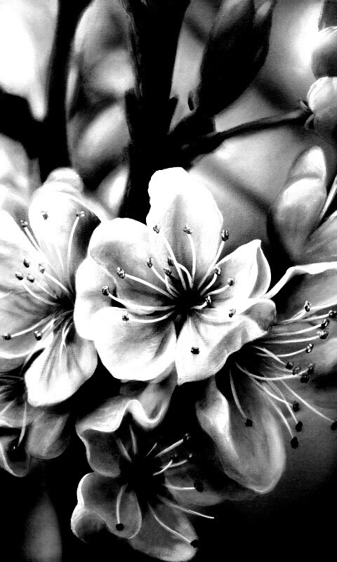 Яблоня в цвету картина обои