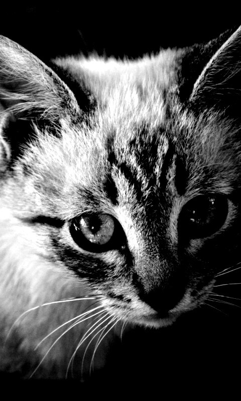 Котенок с синими глазами обои