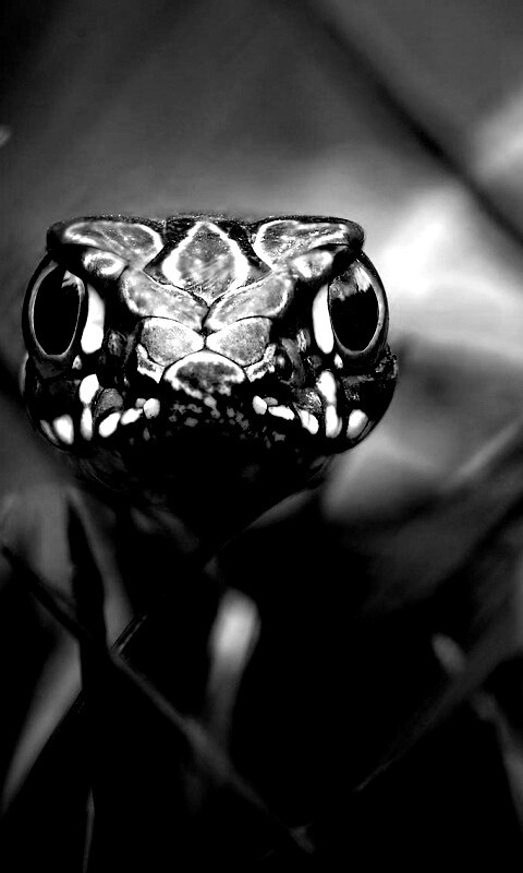 Змея в траве обои