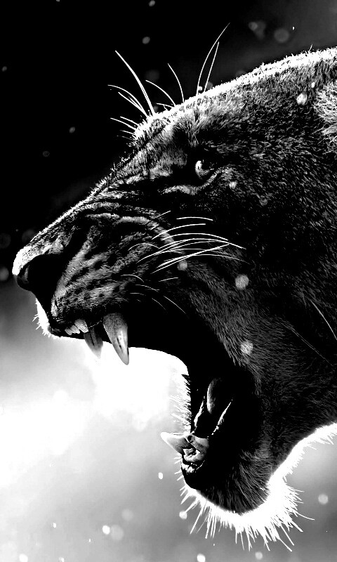 Грозный львиный рык обои