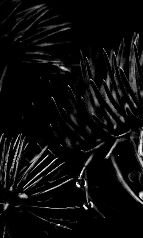 Еловые веточки обои