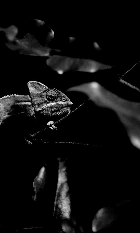 Хамелеон в листве обои