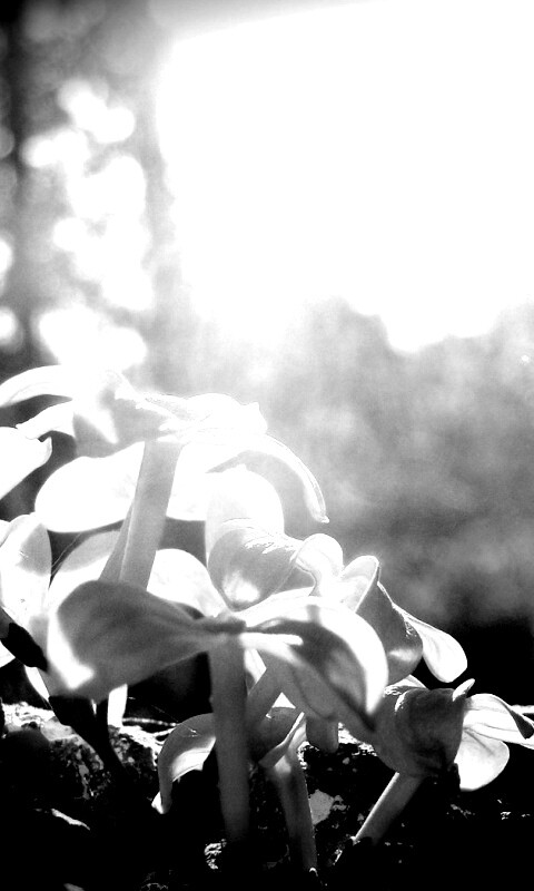 Сиреневое дерево обои