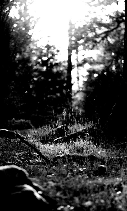 Лето в лесу обои