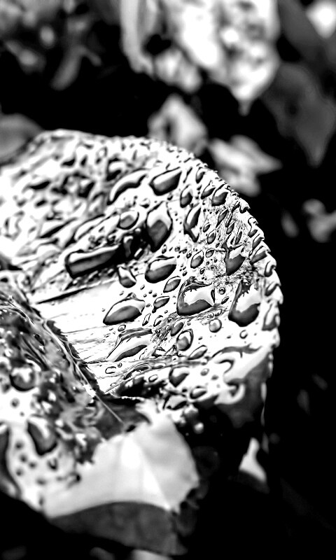 Красный лист в каплях воды обои