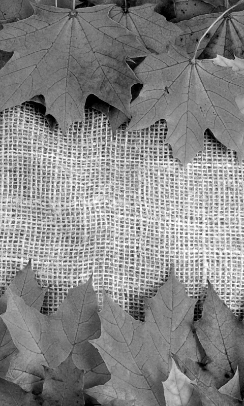 Желтые кленовые листья на холсте обои