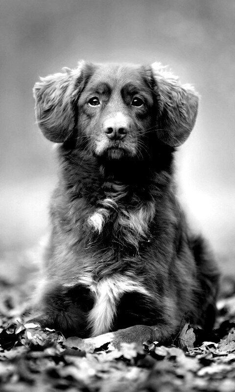 Осенний пес обои