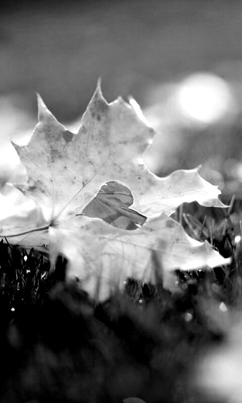 Листик в форме сердца обои