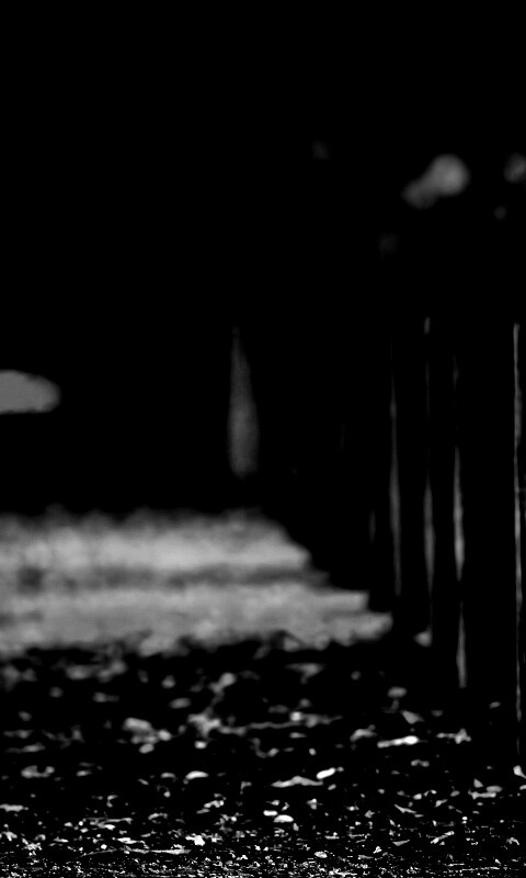 Аллея усеянная листвой обои