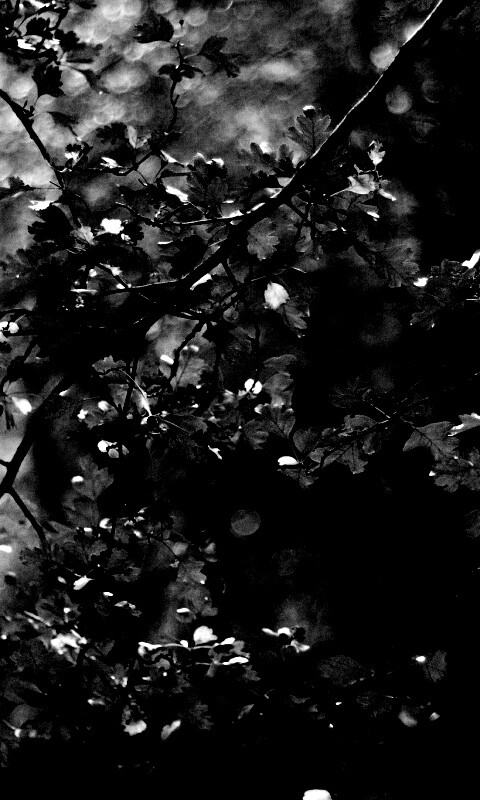 Дубовая зеленая листва обои