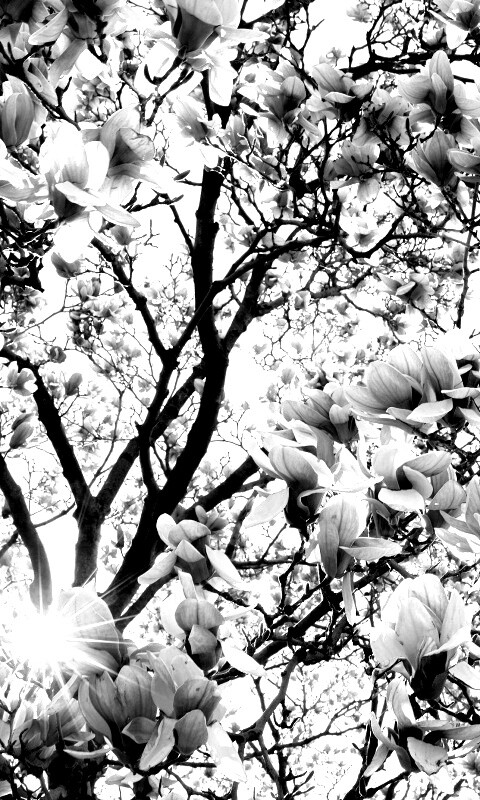 Магнолия обои