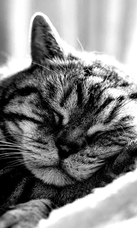 Спящий кошак обои