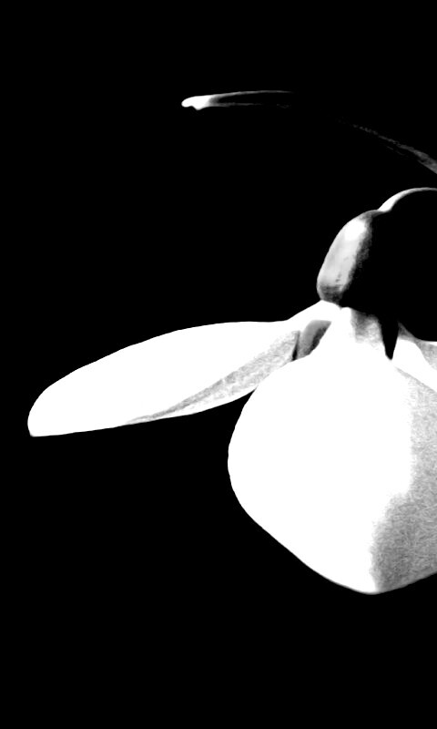 Белый цветок обои