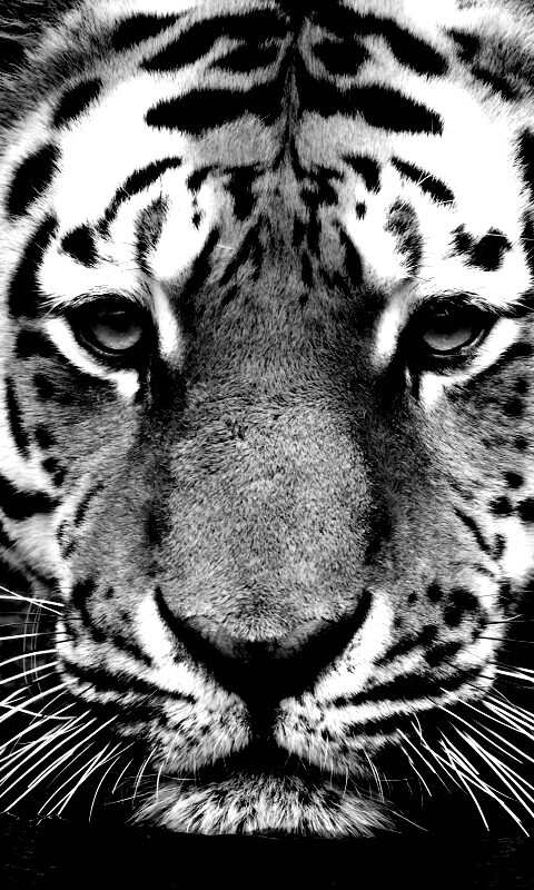 Купание тигра обои