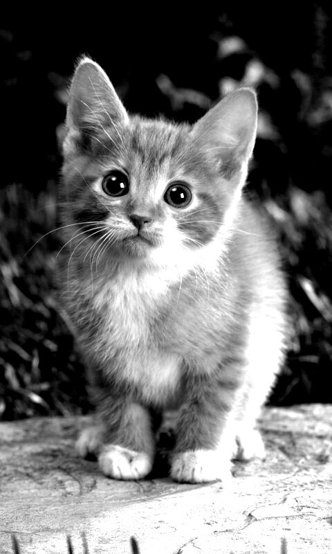 Котенок в саду обои