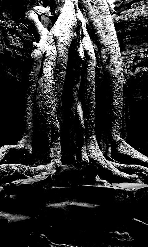 Мощные корни обои