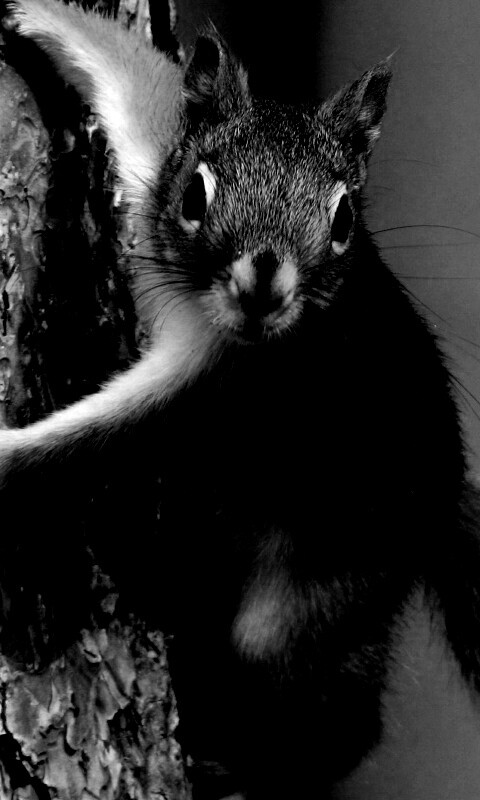 Белка на дереве обои