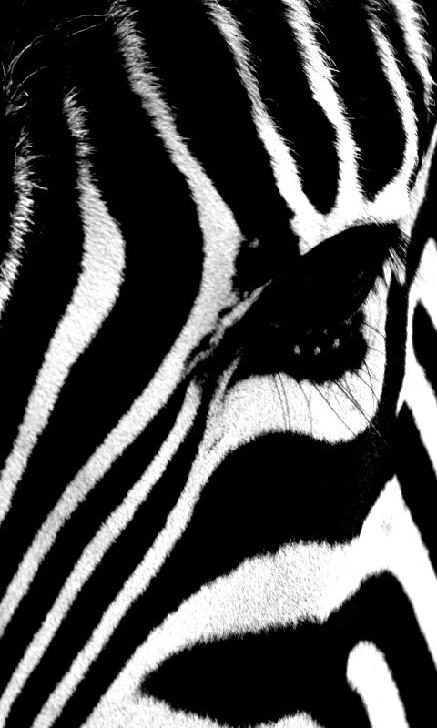Зебра обои