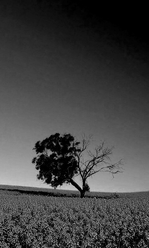 Дерево в поле обои